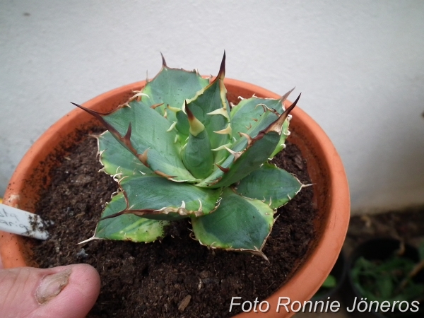 Agave titanota varigat